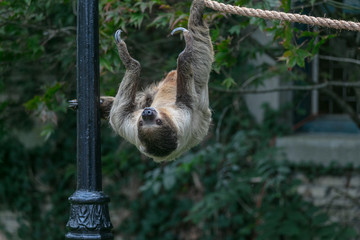 Sloth animal at Buffalo Zoo
