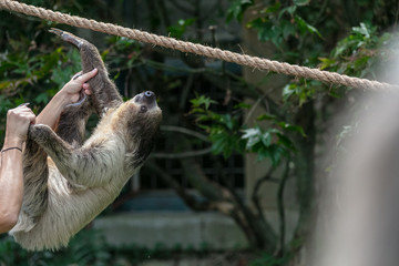 Obraz premium Sloth animal at Buffalo Zoo