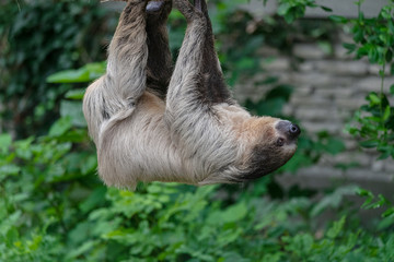 Fototapeta premium Sloth animal at Buffalo Zoo