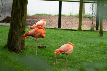 Pink flamingos standing up on one leg