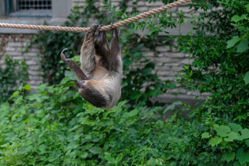 Sloth animal at Buffalo Zoo