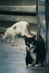 tuxedo cat in the alley way in Thailand 