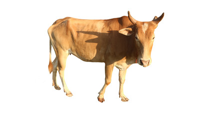 Cows Standing on a white background Clipping Path    