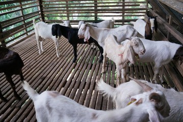 Fototapeta na wymiar Goat in the house
