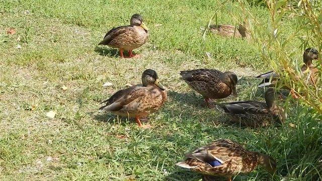 Wild ducks 3.