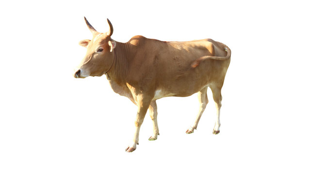 Cows Standing on a white background Clipping Path    
