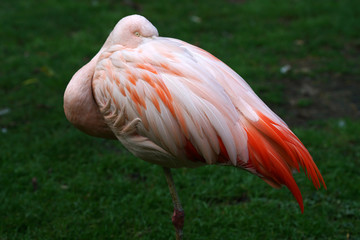 Plakat The pink flamingo is the only representative of the order whose natural range also extends to Europe