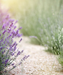 Lavender flower field lines, image for natural background.