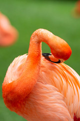 Pink flamingocleaning its own feathers in Pairi Daiza, Belgium