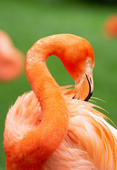 Pink flamingocleaning its own feathers in Pairi Daiza, Belgium