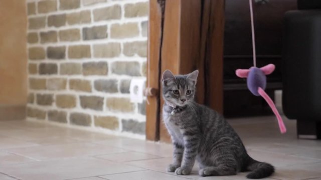 A tiger grey kitten is playing with a stuffed mouse.
He jumps, he grabs it, he misses it, he chases it, he has fun