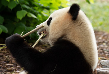 Obraz premium Panda bear eating Bamboo in Pairi daiza zoo, Belgium