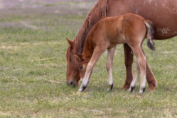 Obraz premium Wild Horse Mare and Foal in Spring in the Utah Desert