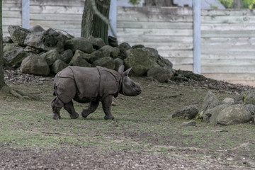 Fototapeta premium Baby rhino and mother rhino at the buffalo zoo