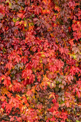 red autum leaves wall 