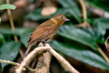 Thrush like Schiffornis photographed in Linhares, Espirito Santo. Southeast of Brazil. Atlantic Forest Biome. Picture made in 2013.