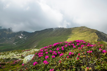 Fototapeta na wymiar Summer mountain landscape with pink rhododendron flowers