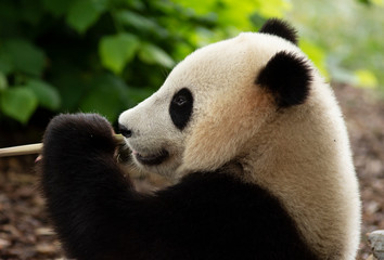 Obraz premium Panda bear eating Bamboo in Pairi daiza zoo, Belgium