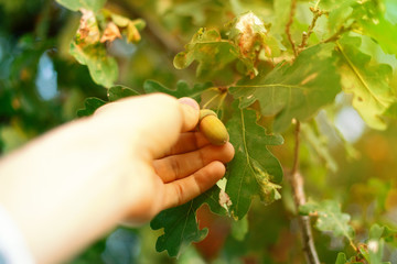 Naklejka na ściany i meble picking the acorn nuts from the oak tree branch