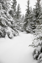 Winter landscape with fir trees and heavy snow, calm black and white winter scene with snow and trees