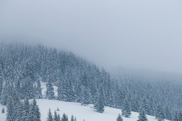 Winter foggy forest landscape, moody fir tree forest landscape in winter season