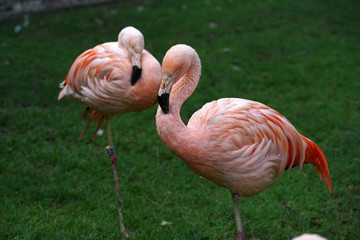 The pink flamingo is the only representative of the order whose natural range also extends to Europe