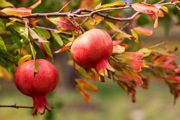 Sunny organic pomegranate fruits on a branch full of orange and green leaves. Image