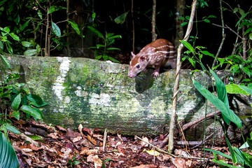 Lowland paca photographed in Linhares, Espirito Santo. Southeast of Brazil. Atlantic Forest Biome....