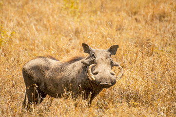 A warthog (Phacochoerus africanus) in Ngorongoro National Park, Tanzania.