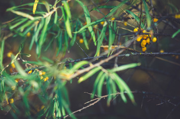 дерево   лист   растение   коала   лекарство   масло   лечение