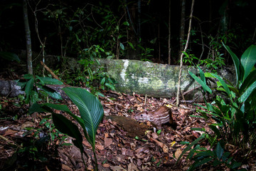 Lowland paca photographed in Linhares, Espirito Santo. Southeast of Brazil. Atlantic Forest Biome....