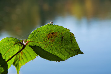 zielony liść, makro pająk 