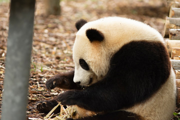 Panda bear eating Bamboo in Pairi daiza zoo, Belgium