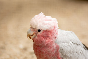 in Pairi Daiza, Belgium