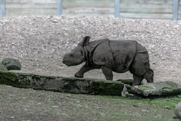 Fototapeta premium Baby rhino and mother rhino at the buffalo zoo