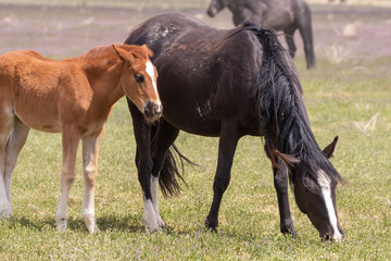Obraz premium Wild Horse Mare and Foal in Spring in the Utah Desert