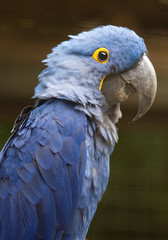 blue parrot close up
