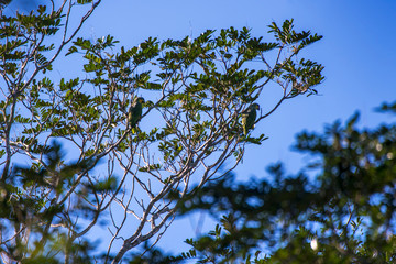 Orange winged Parrot photographed in Linhares, Espirito Santo. Southeast of Brazil. Atlantic Forest Biome. Picture made in 2013.
