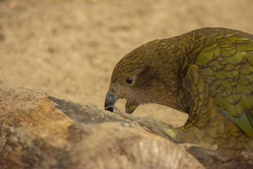 tropical bird in pairi daiza