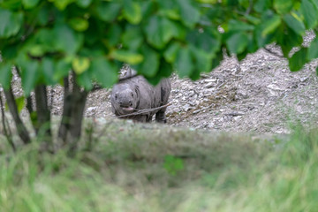 Obraz premium Baby rhino and mother rhino at the buffalo zoo
