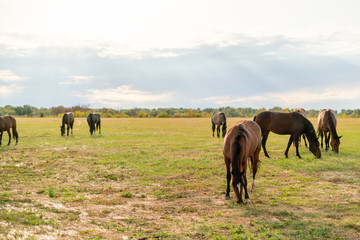 panorama view of some horses in the field on summer day, domestic animals concept