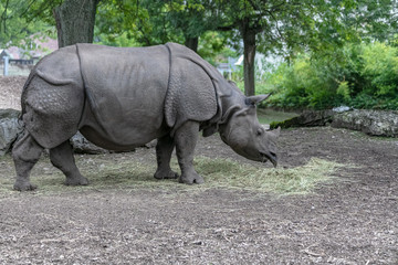 Obraz premium Baby rhino and mother rhino at the buffalo zoo