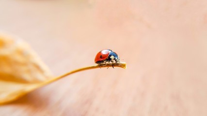 On a dry leaf Ladybug goes forward, Macro photo, concept on the theme of the New year, strive for a new life, for new goals to bring everything to an end