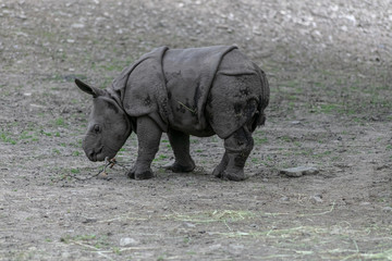 Obraz premium Baby rhino and mother rhino at the buffalo zoo