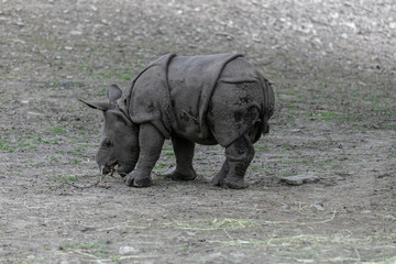 Fototapeta premium Baby rhino and mother rhino at the buffalo zoo