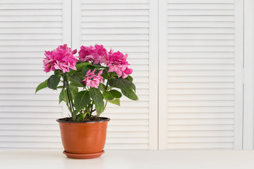 Closeup of white hydrangea flower in the vase over white shutters background.