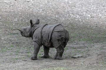 Baby rhino and mother rhino at the buffalo zoo