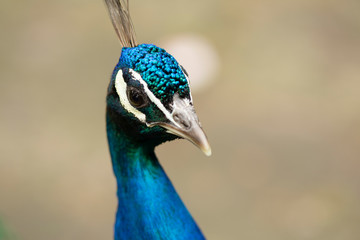 Obraz premium Peacock in Pairi Daiza zoo, Belgium