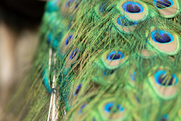 Fototapeta premium Peacock feathers in Pairi Daiza zoo, Belgium