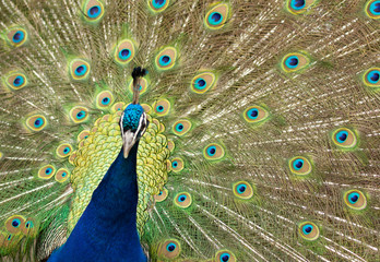Obraz premium Peacock with tail opened in Pairi Daiza zoo, Belgium